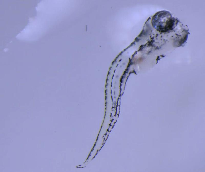 MZX81斑马鱼1.jpg