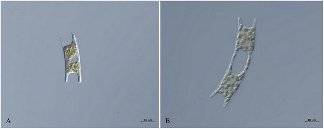 03DIC_DIC水生物.jpg